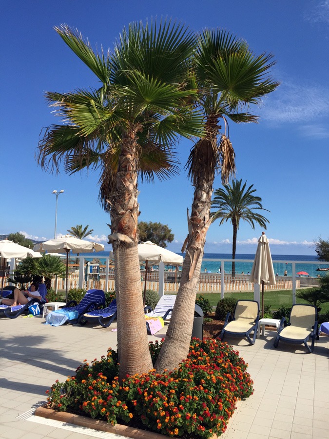 Palmen am Pool